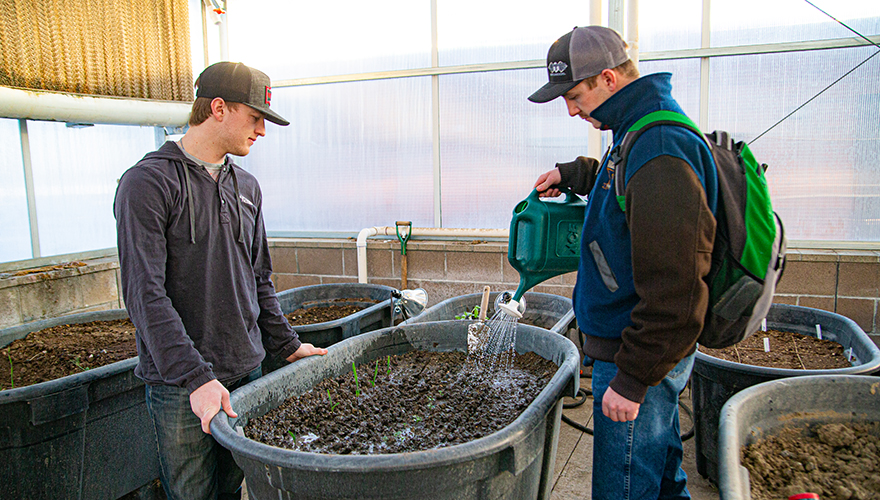 Male students inside a greenhouse watering a container of seedlings