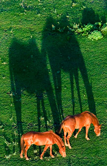 Blackbird - horses from balloon