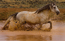 Wooden image - running through the waterhole