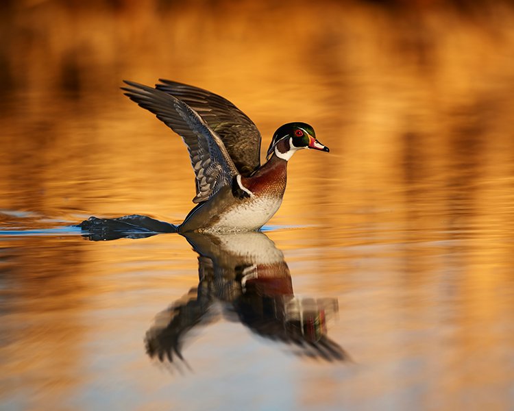 A duck taking off from water with the duck and background reflected on the water